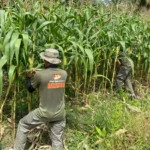 Personel Satgas Madago Raya memanen tanaman jagung dari lahan kosong yang dimanfaatkan di Poso. (Foto: Humas Madago Raya)