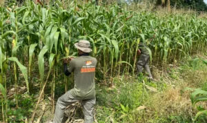 Satgas Madago Raya Sulap Lahan Kosong Jadi Kebun Produktif