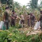 Personel Satgas Madago Raya memanen jagung di Desa Tokorondao, Poso, Selasa (6/5/2025). (Foto: Humas Satgas Madago raya)