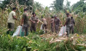 Hasil Panen Jagung Satgas Madago Raya Cukup Melimpah